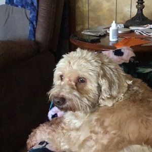 Meet your Posher, Maureen